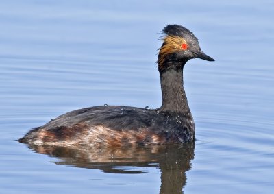 Eared Grebe (Podiceps nigricallis)