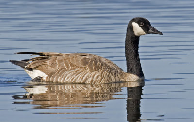 Canada Goose