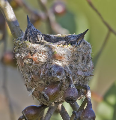 Anna's Hummingbird babies