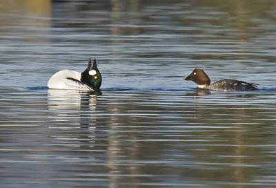 Male and Female Common Goldeneye (Bucephala clangula) - Mating display