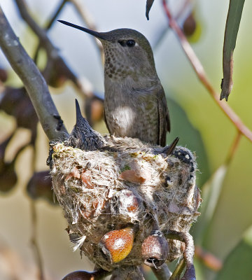 Female Anna's Hummingbird and babies