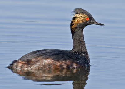 Eared Grebe (Podiceps nigricallis)