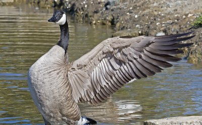 Canada Goose