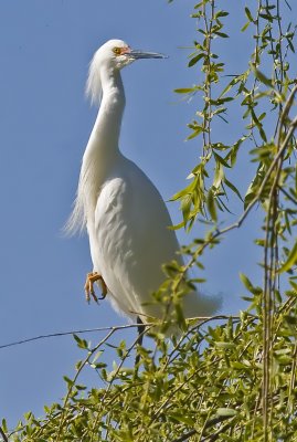 Snowy Egret