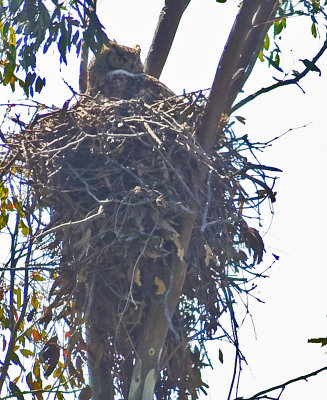 Great Horned Owl on it's nest