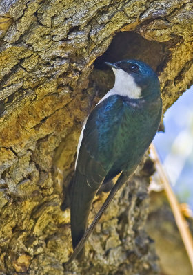 Tree Swallow at nest hole