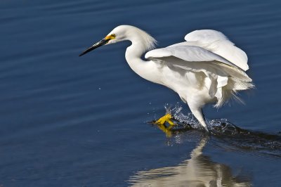 Snowy Egret chasing minnows