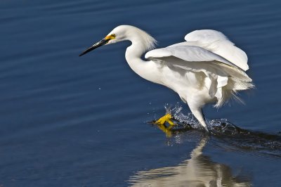 All Herons and Egrets