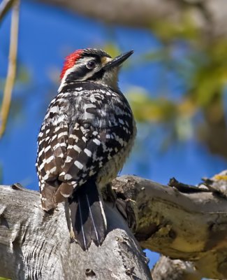 Nuttall's Woodpecker (Picoides nuttallii)