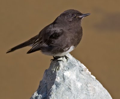 Black Phoebe