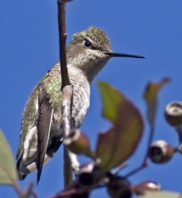 (Irritated) Anna's Hummingbird