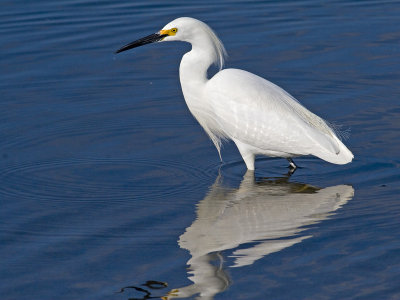 Snowy Egret