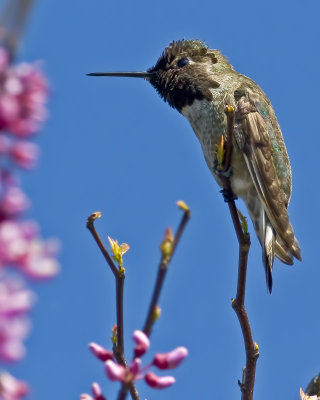 Annas Hummingbird