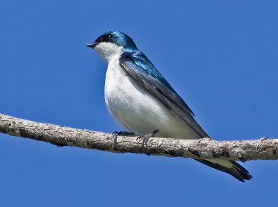 Tree Swallow (Tachycineta bicolor)
