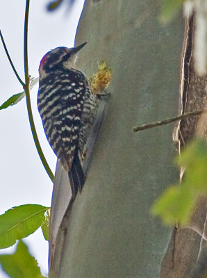 Nuttall's Woodpecker (Picoides nuttallii) - Excavating for a nest on a dead snag