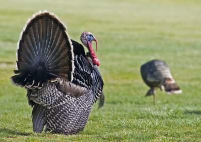 Male Wild Turkey displaying to an uninterested female