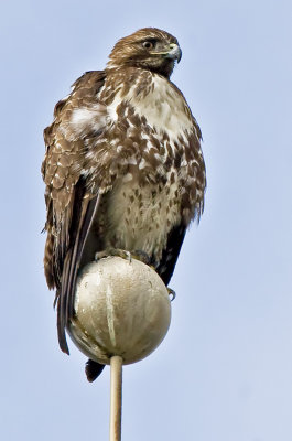 Red-tailed Hawk on flag pole of old yacht club