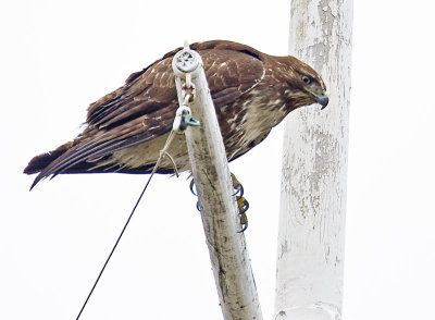 Red-tailed Hawk on flag pole of old yacht club
