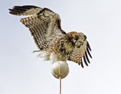 Red-tailed Hawk on flag pole of old yacht club