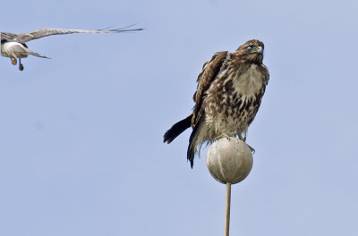 Red-tailed Hawk after being buzzed by a male Northern Harrier(Note the nictitating membrane protecting it's eyes)