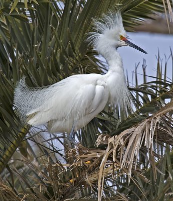 Snowy Egret