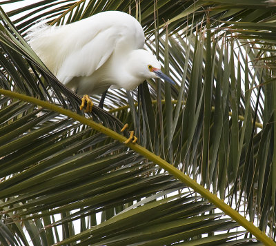 Snowy Egret out on a limb