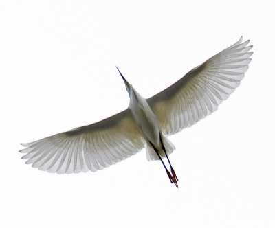 Snowy Egret flyover
