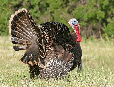 Male Wild Turkey