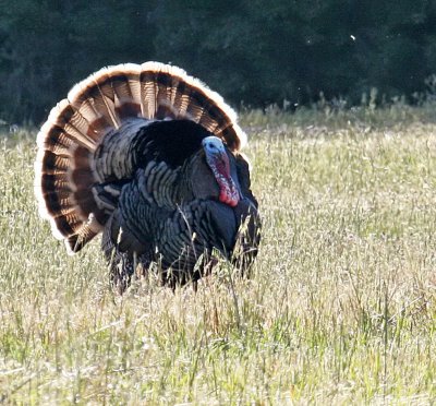 Male Wild Turkey