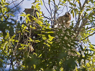 Red-shouldered Hawk pair on nest