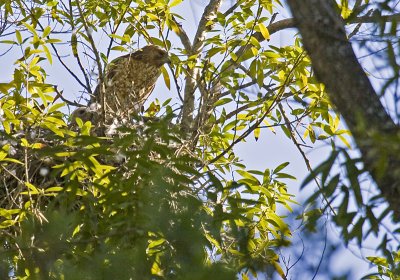 Red-shouldered Hawk ready to leave the nest after shift change