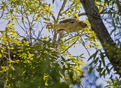 Red-shouldered Hawk leaving the nest