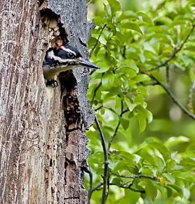 Hairy Woodpecker (Picoides villosus)