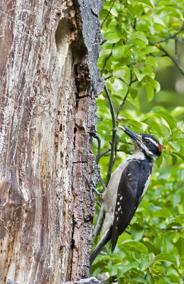 Hairy Woodpecker (Picoides villosus)