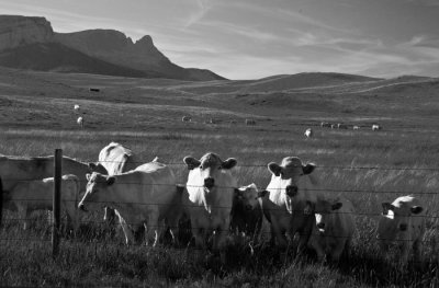 Charolais Cattle
