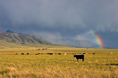Montana 2009