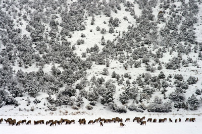 Elk