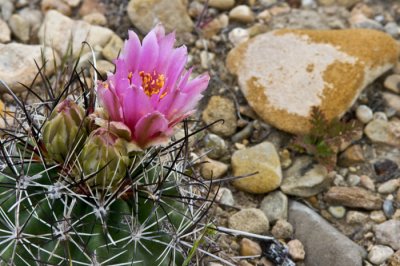 Desert Flora 2010