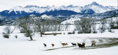 Horses and Sneffels Range, San Juan Mountains