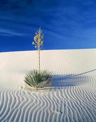 Yucca and Dune