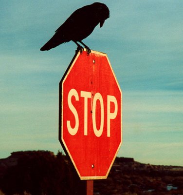 Raven on a Stop Sign