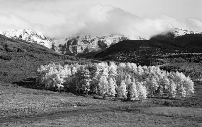 Aspen along Dallas Divide Road