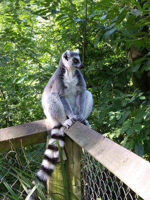 Wildlife Park images - Copyright (c) 2006 Colin Dyckes