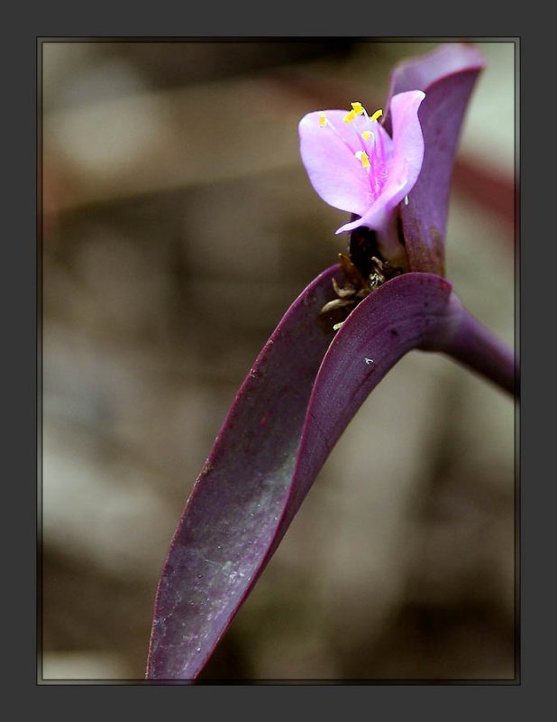 Wandering Jew