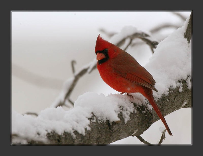 Cardinal2