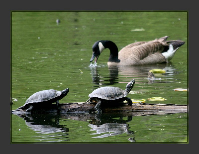 Turtles and friend