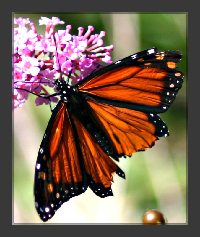 Another Butterfly