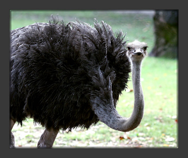 Ostrich