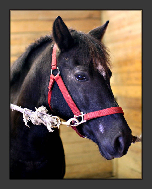 Horse_1