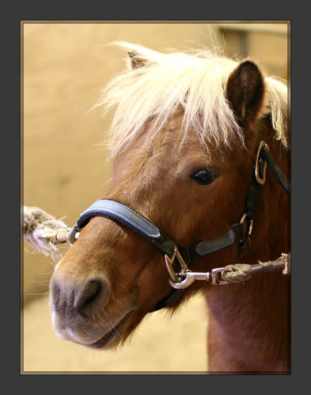 Horse_2.